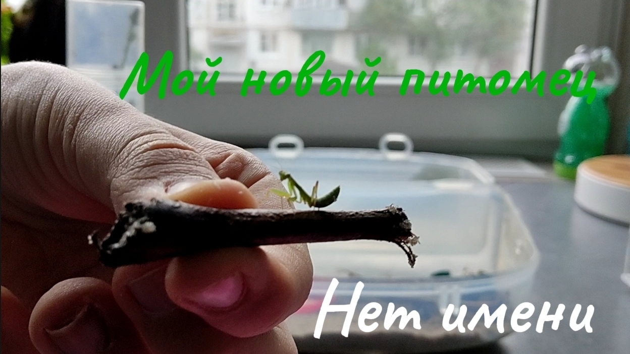 мой новый питомец)))