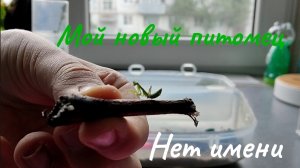 мой новый питомец)))