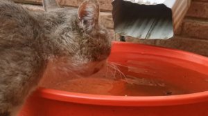 Котэ пьёт воду