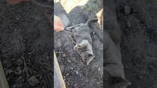новый друг, соседский кот #shorts