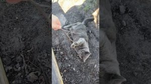 новый друг, соседский кот #shorts