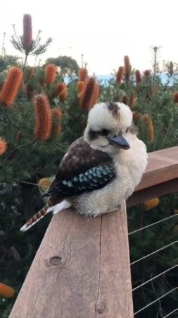 Кукабара - гигантский зимородок 🕊️