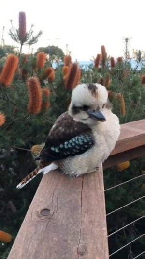 Кукабара - гигантский зимородок 🕊️