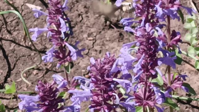 лаванда,луки,травы муравы-симметрии красоты жизнь ПЧЕЛЫ -дорога цветов