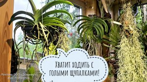 Посадка орхидей ванды и ринхостилиса в корзинки. Стимуляция и поддержка Аминосилом