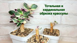 Тотальная и кардинальная обрезка денежного дерева
