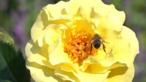 Пчелы - В МИРЕ ПРИРОДЫ | Христианские рассказы