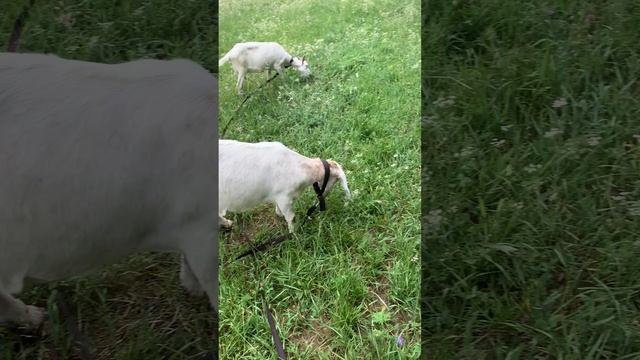 Двухразовая или трехразовая дойка для коз. Есть ли смысл доить коз три раза в день. Как дою коз я. смотреть онлайн