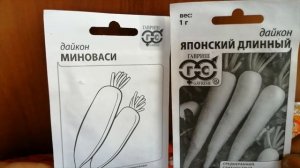 Время пришло. Сажаем дайкон
