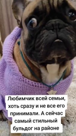 Любимый внук? Или жертва бабушкиной любви? #французскийбульдог #одеждадлясобак #собакиприколы
