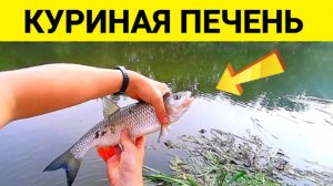 Рыбалка на Куриную печень! Подводная съемка