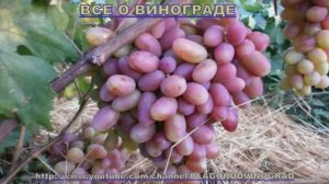 КАК ПОВЫСИТЬ ПРИЖИВАЕМОСТЬ ВИНОГРАДА