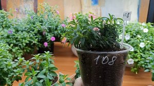 В каком объёме сохранять маточники Калибрахоа: рассказываю и показываю