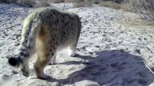 🐱Азиатская дикая кошка в пустыне Такла-Макан