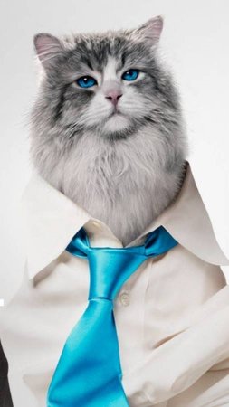 Девять жизней 🐾   #online #ksufilm #кино #cat #top #комедия #movie #обзор #shorts