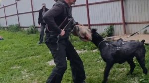 Тренинг. 30 06.25. Роман-Кош Цертус Амикус.Москва. сын Пули и Зигзага