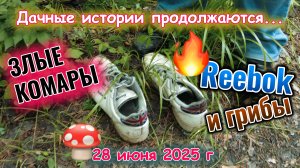 Грибы есть но комаров больше 28 июня 2025 г