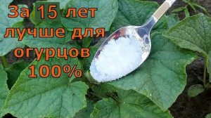 1 литр под огурцы, томаты или перцы, и они прут, как ненормальные