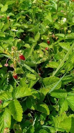 Вкусное видео. Лето, сбор ягод. Наслаждение