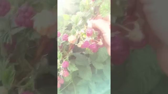Малина са свойем сады собрала
