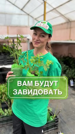 🌹 ТОП-5 необычных роз, которых точно нет у вашего соседа