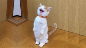 Приколы с котами! Смешные коты - Самые смешные животные С ОЗВУЧКОЙ! Ржака!!
