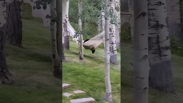 Лезу прикимарить в гамаке