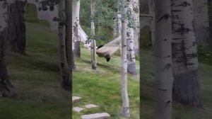 Лезу прикимарить в гамаке
