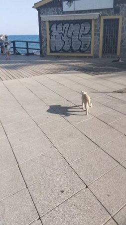 Испанские котики
