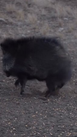 Охота на Кабана🐗🏹