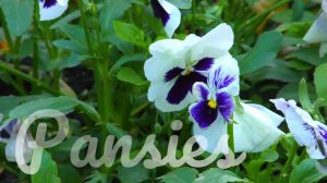 Pansies