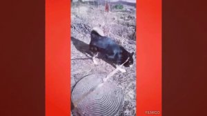 *Пьяный хозяин бросил с балкона.Собака на землю упала со стоном.Лапу сломал.И бездомным вмиг стал