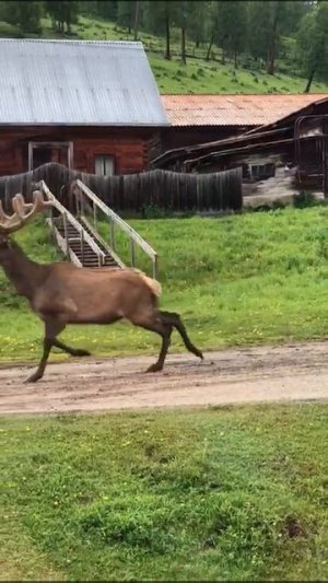 Продаю мараловодческие фермы в Республика Алтай и Алтайский край