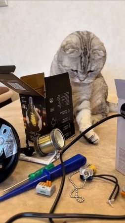 #животные #котики #комедия #сериал