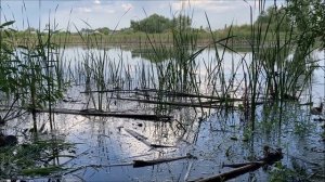 рыбалка в конце июня! непогода помешала но все равно наловил рыбы!