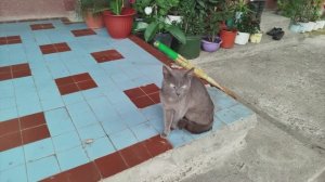 Кошечка мяу)