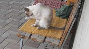 Котэ поел и вылизывает лапы