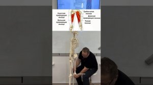 ▌ Приводящие мышцы бедра

Приводящие мышцы — группа мышц внутренней поверхности бедра