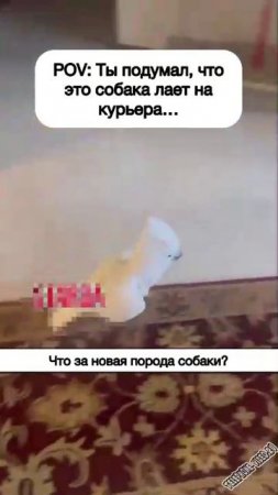 Пока у вас кто там, у нас гав-гав)))))