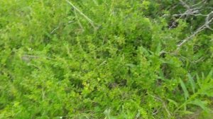 Нашёл россыпуху монет!!  Рассыпуха поздних советов!!  Коп с тёркой 705!!