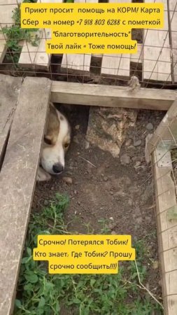 НАС100=99хвостиков+1человек!