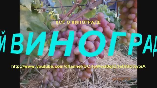 ВИНОГРАД.СОЗРЕВАНИЕ ЯГОД