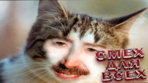 Самые смешные животные ▶ Приколы с котами \ СМЕШНЫЕ КОТЫ ЛУЧШИЕ ПРИКОЛЫ С КОТАМИ 2025