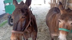 мулы Шафран и Ясный. после работы