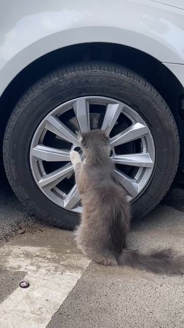 КОТ-АВТОМЕХАНИК