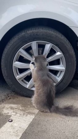 КОТ-АВТОМЕХАНИК