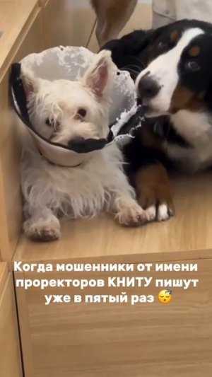 Новая волна сообщений от фейковых аккаунтов 😡