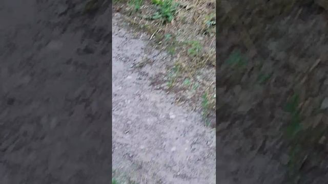Чайка в Луганске на кольце 133