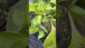 ‼️SOS‼️ ТЛЯ НА ПЕРЦАХ. ЧТО ДЕЛАТЬ