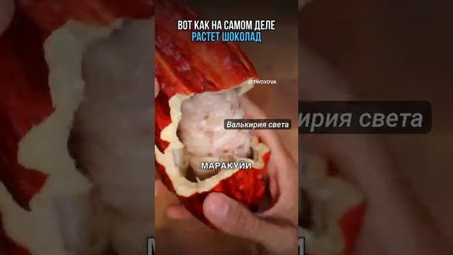 Вот как растёт шоколад.